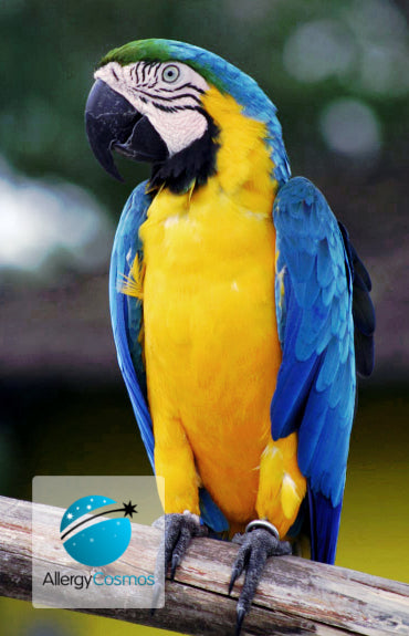 Dealing with Parrot Dander