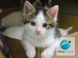 How do cat allergens spread?