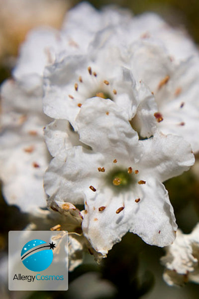 Male Trees and Allergies