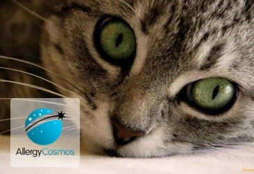 How to Get Rid of Cat Dander