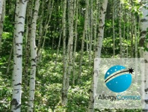 Birch Pollen Allergy