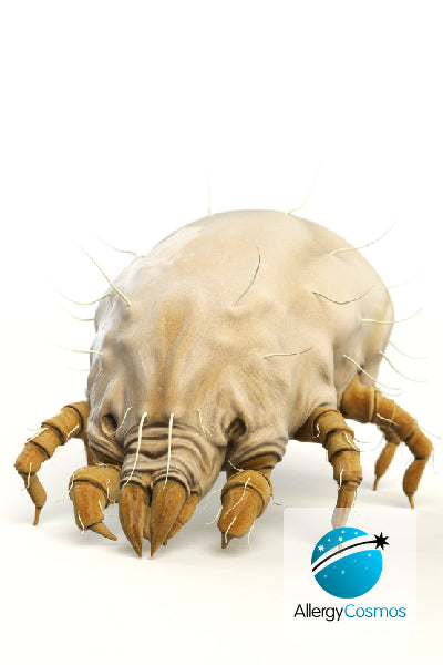 Dust Mite