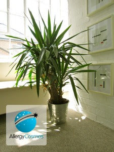 Houseplants as Air Cleaners