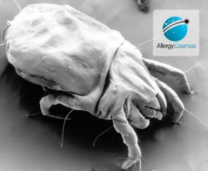 How to Control Dust Mites in Bedding