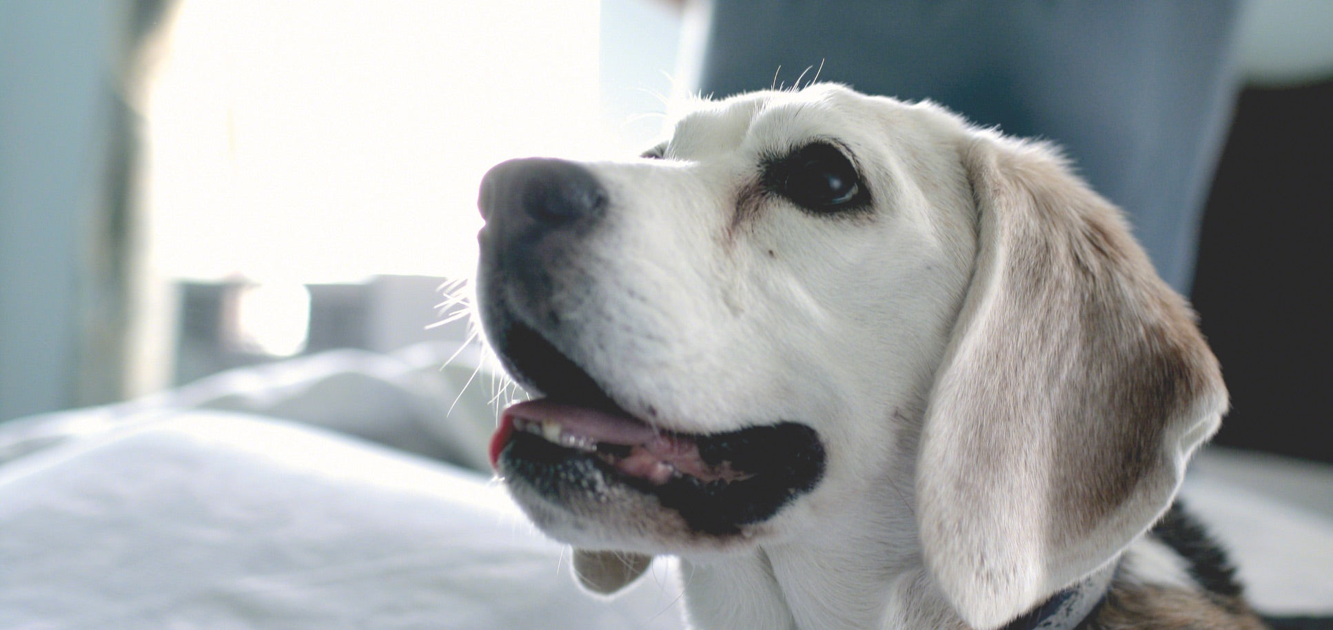 Pet Dander Products